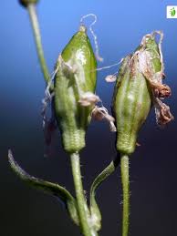 Attēlu rezultāti vaicājumam “Silene tatarica flower”