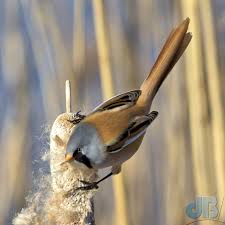 Attēlu rezultāti vaicājumam “Panurus biarmicus male”