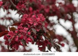 Attēlu rezultāti vaicājumam “Malus purpurea leaf”