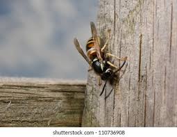 Attēlu rezultāti vaicājumam “Vespula rufa”