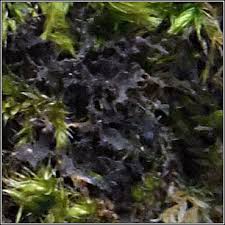 Attēlu rezultāti vaicājumam “Leptogium lichenoides”