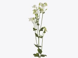 Attēlu rezultāti vaicājumam “Aquilegia vulgaris leaf”