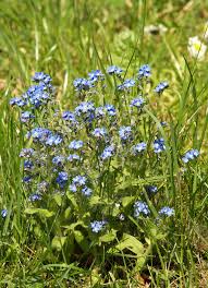 Image result for Vergissmeinnicht