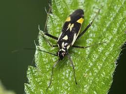 Attēlu rezultāti vaicājumam “Grypocoris sexguttatus”