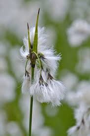Attēlu rezultāti vaicājumam “Eriophorum latifolium leaf”