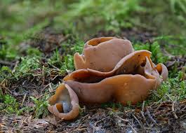 Attēlu rezultāti vaicājumam “Peziza badia”