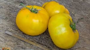 Afbeeldingsresultaat voor mortgage lifter bicolor strain tomato