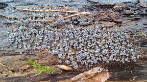 Attēlu rezultāti vaicājumam “Badhamia utricularis young”