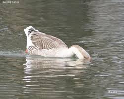 Attēlu rezultāti vaicājumam “Anser anser”
