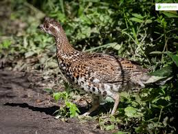 Attēlu rezultāti vaicājumam “Tetrastes bonasia female”