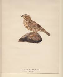 Image result for Emberiza calandra