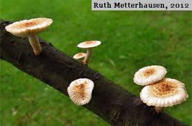 Attēlu rezultāti vaicājumam “Laurilia sulcata”