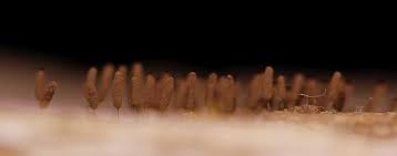 Attēlu rezultāti vaicājumam “Stemonitopsis typhina var. similis macro”