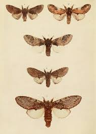 Attēlu rezultāti vaicājumam “Leucodonta bicoloria imago”