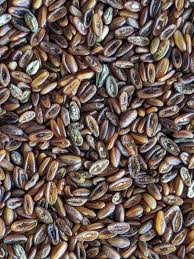 Attēlu rezultāti vaicājumam “Plantago lanceolata fruit”