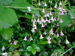 Attēlu rezultāti vaicājumam “Linnaea borealis flower”
