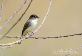 Image result for Sayornis phoebe