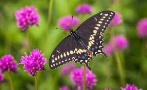 Image result for Kugelamarant