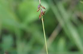 Attēlu rezultāti vaicājumam “Carex pulicaris”