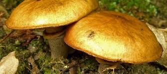 Attēlu rezultāti vaicājumam “Suillus luteus”