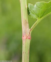 Attēlu rezultāti vaicājumam “Rumex thyrsiflorus”