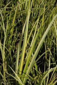 Image result for Acorus calamus