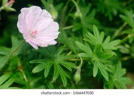 Attēlu rezultāti vaicājumam “Geranium sanguineum leaf”
