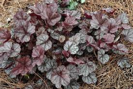 Image result for Heuchera `Swirling Fantasy`