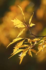 Attēlu rezultāti vaicājumam “Fagus sylvatica fo. laciniata leaf”