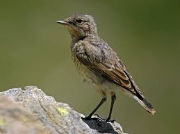 Attēlu rezultāti vaicājumam “Oenanthe oenanthe juvenile”