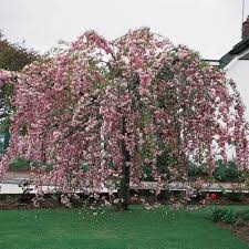 Attēlu rezultāti vaicājumam “Prunus (sakura)”