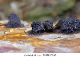 Attēlu rezultāti vaicājumam “Stemonitis flavogenita macro”