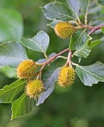 Attēlu rezultāti vaicājumam “Fagus sylvatica female flower”