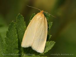 Attēlu rezultāti vaicājumam “Aphelia paleana”