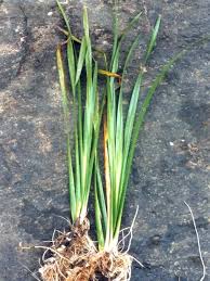 Image result for Acorus calamus