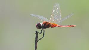 Attēlu rezultāti vaicājumam “Lycogala convexum macro”