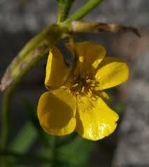 Attēlu rezultāti vaicājumam “Ranunculus acris flower”