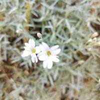 Image result for cerastium tomentosum
