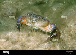 Image result for Eriphia verrucosa