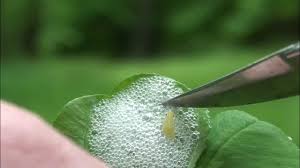 Attēlu rezultāti vaicājumam “Philaenus spumarius nymph”