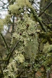 Attēlu rezultāti vaicājumam “Tritomaria exsectiformis cells”