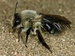 Attēlu rezultāti vaicājumam “Andrena vaga”