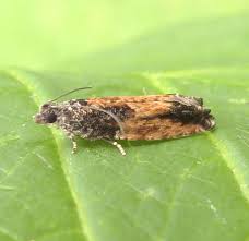 Attēlu rezultāti vaicājumam “Epinotia trigonella”