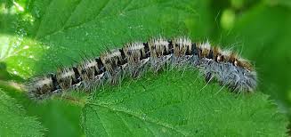 Attēlu rezultāti vaicājumam “Lasiocampa quercus”