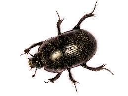 Attēlu rezultāti vaicājumam “Geotrupes”