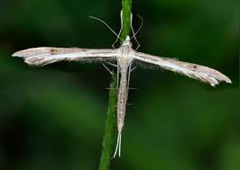 Attēlu rezultāti vaicājumam “Stenoptilia pterodactyla”