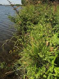 Attēlu rezultāti vaicājumam “Brachypodium sylvaticum fruit”
