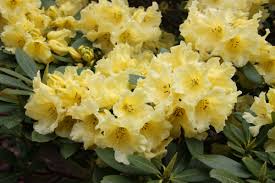 Attēlu rezultāti vaicājumam “rhododendron”