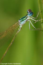 Attēlu rezultāti vaicājumam “Nehalennia speciosa”