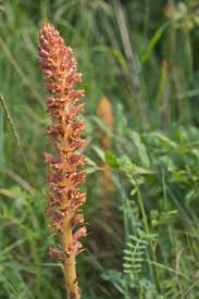 Attēlu rezultāti vaicājumam “Orobanche elatior”